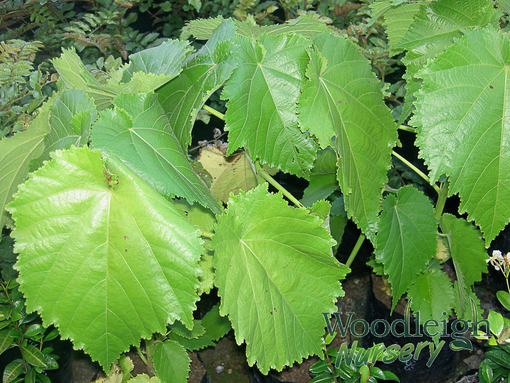 Entelea arborescens (Whau)