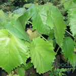 Entelea arborescens (Whau)