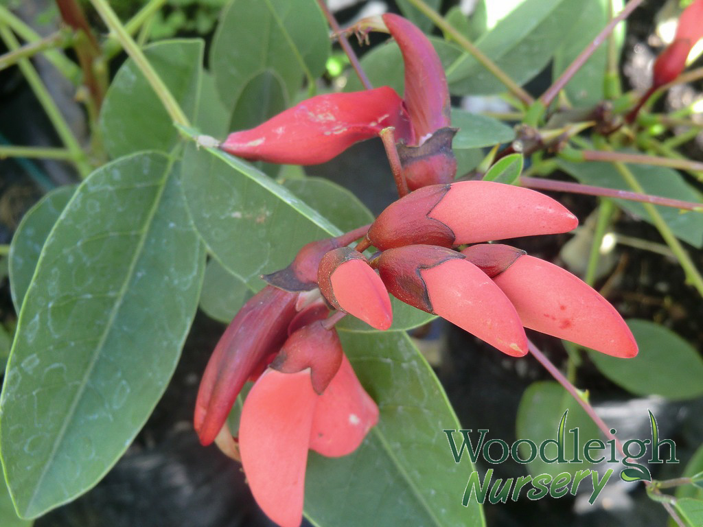 Erythrina crista-galli (Brazillian coral tree)