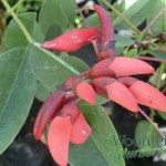 Erythrina crista-galli (Brazillian coral tree)