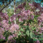 Eupatorium purpureum Gateway