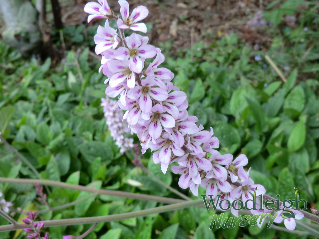 Francoa sonchifolia (Bridal Wreath)