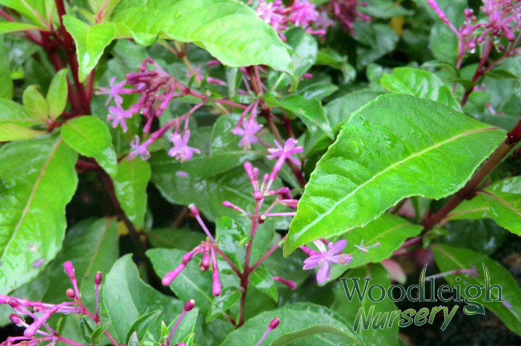 Fuchsia paniculata