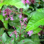 Fuchsia paniculata
