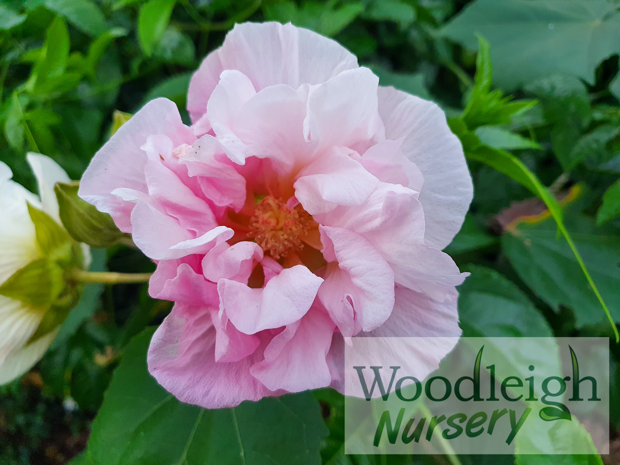 Hibiscus mutabilis (Confederate Rose / Cotton Rose)