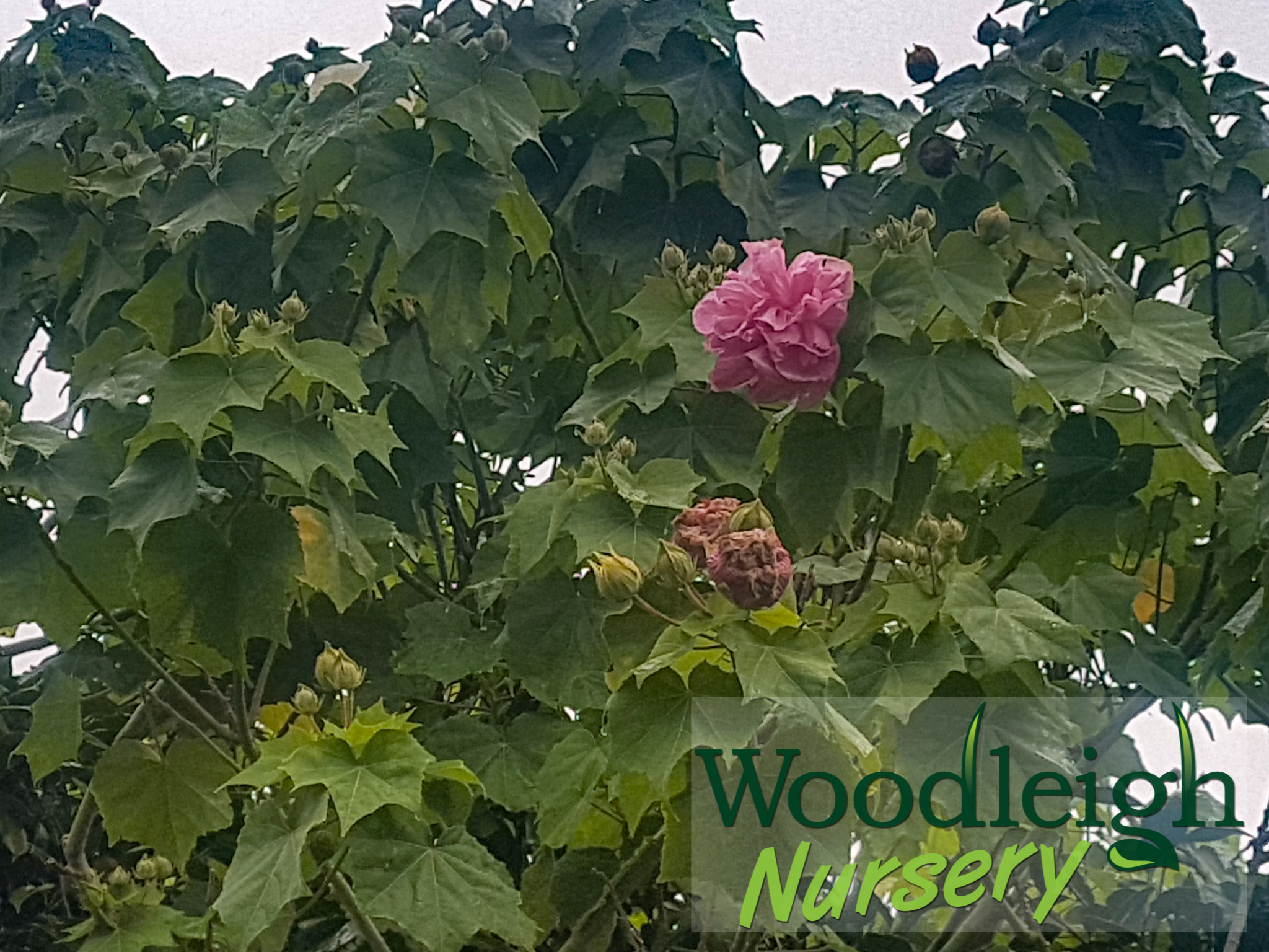 Hibiscus mutabilis (Confederate Rose / Cotton Rose)