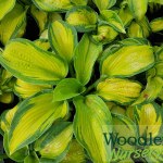 Hosta Colour Glory