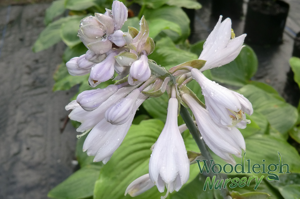 Hosta Kiwi Skyscaper