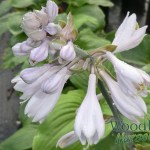 Hosta Kiwi Skyscaper