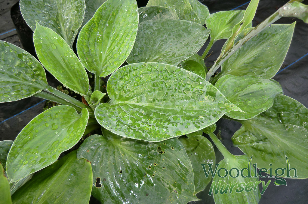 Hosta Kiwi Skyscaper