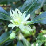 Illicium anisatum (False anise)
