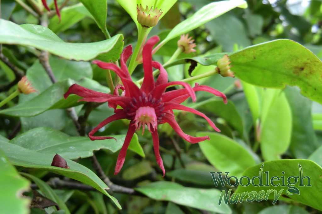 Illicium floridanum (Purple Anise)