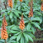 Isoplexis canariensis (Bellbird plant Canary Island foxglove)