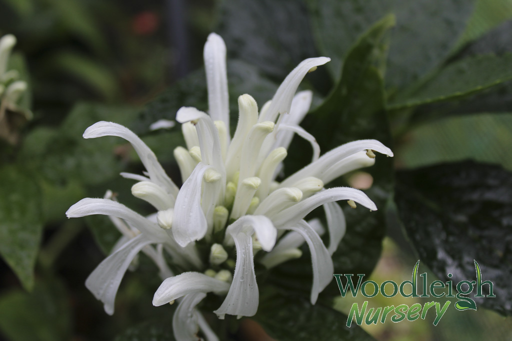 Justicia carnea alba
