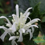 Justicia carnea alba