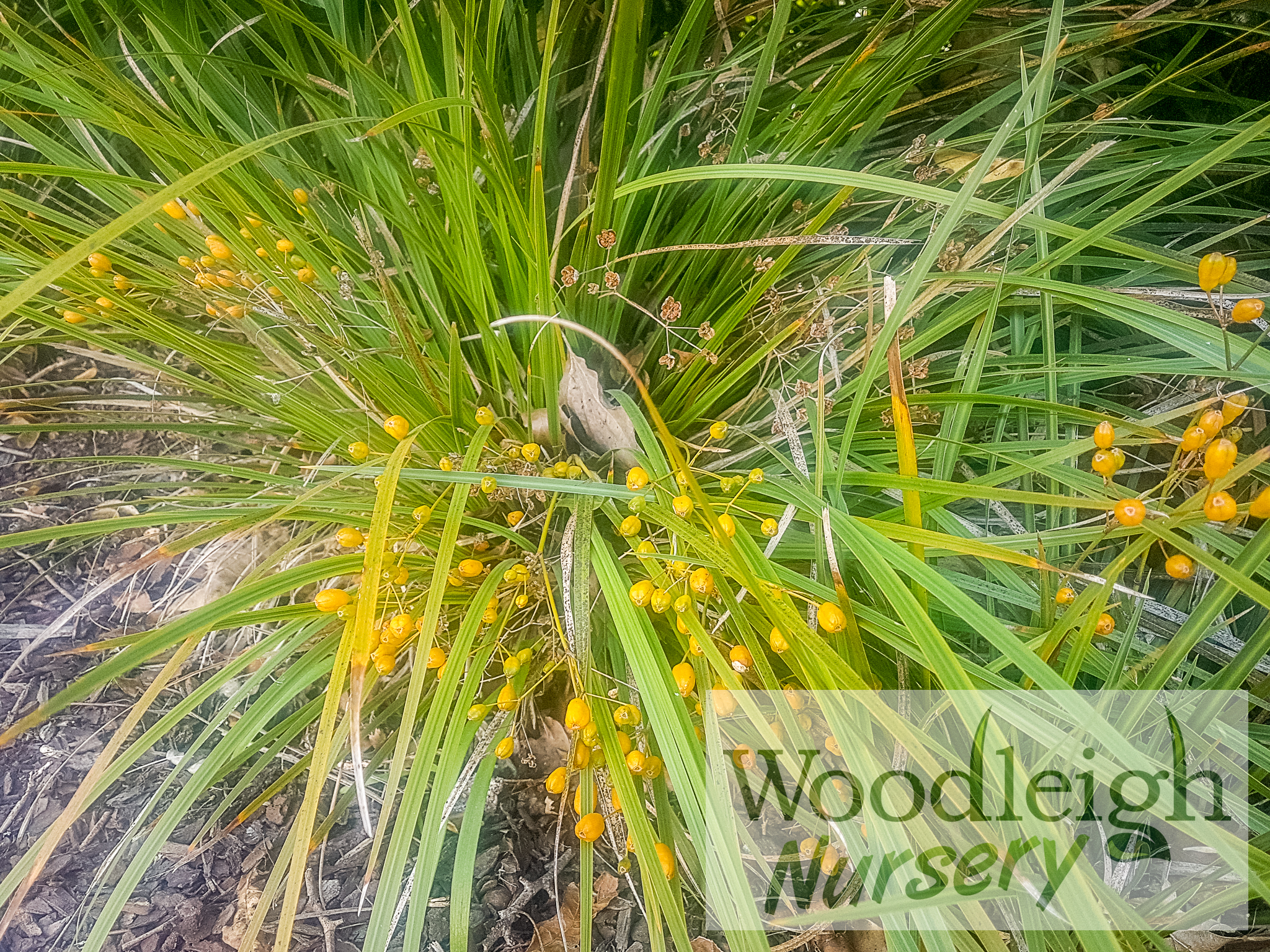 Libertia ixioides (NZ Iris)