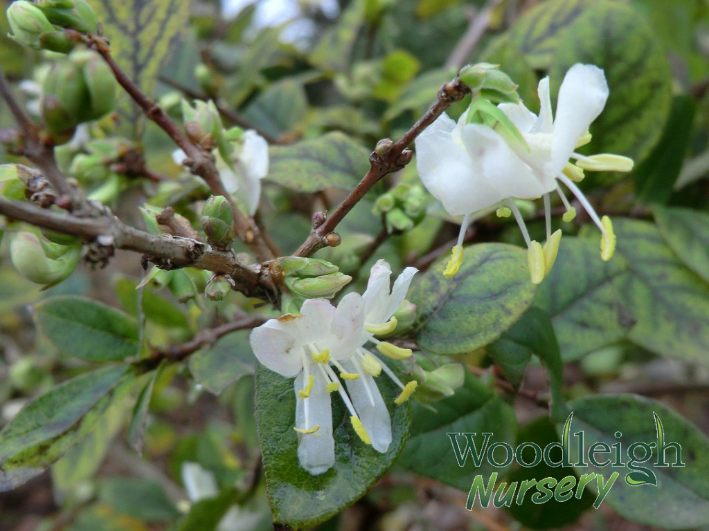 Lonicera x purpusii ‘Winter Beauty’