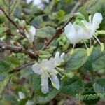 Lonicera x purpusii ‘Winter Beauty’