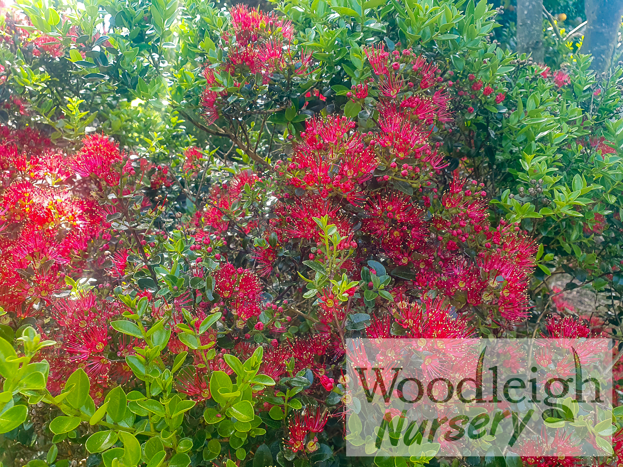 Metrosideros carminea (Crimson Rata)