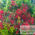 Metrosideros carminea (Crimson Rata)