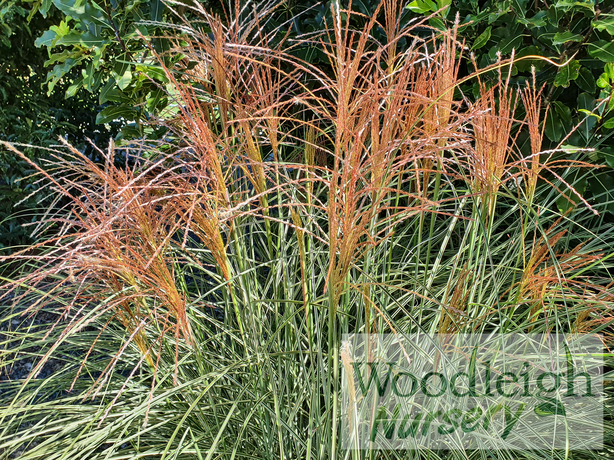 Miscanthus Morning Light