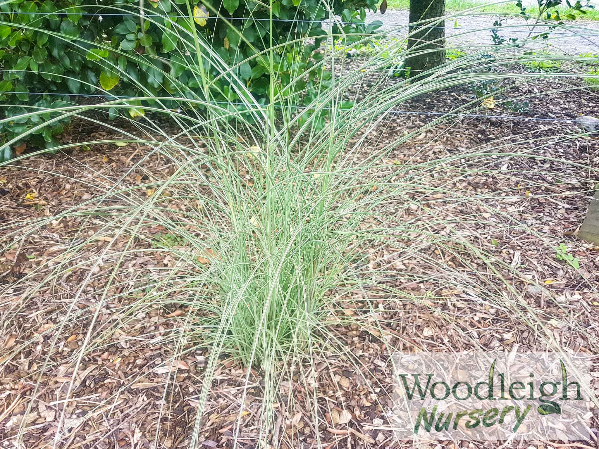 Miscanthus Morning Light