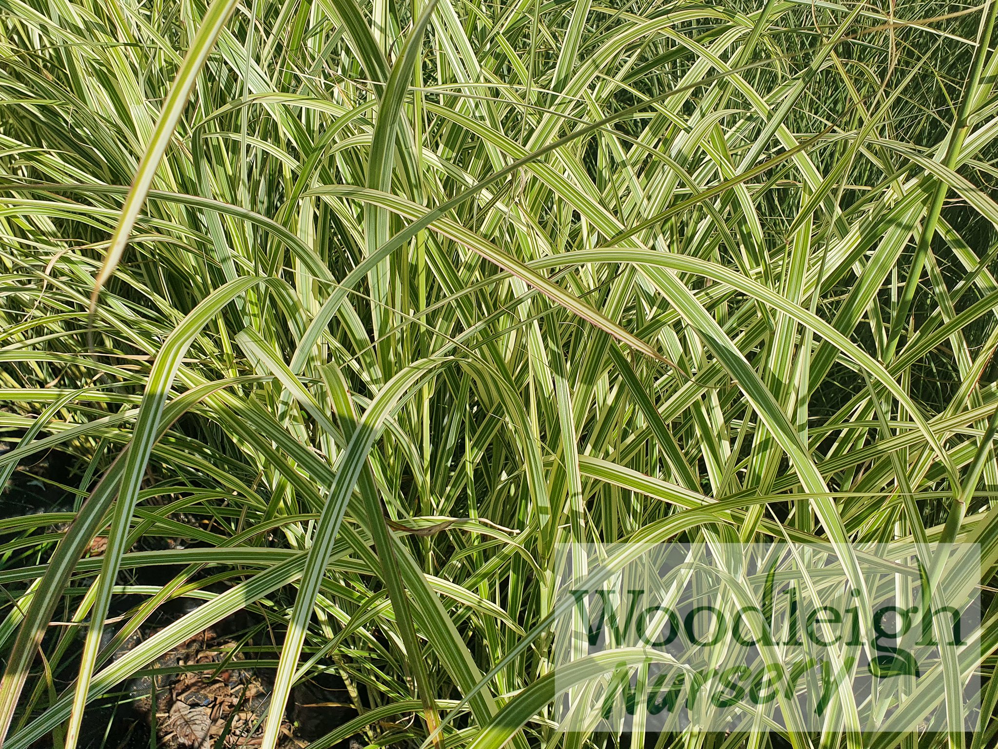 Miscanthus sinensis Morning Light