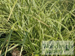 Miscanthus sinensis Morning&nbsp;Light