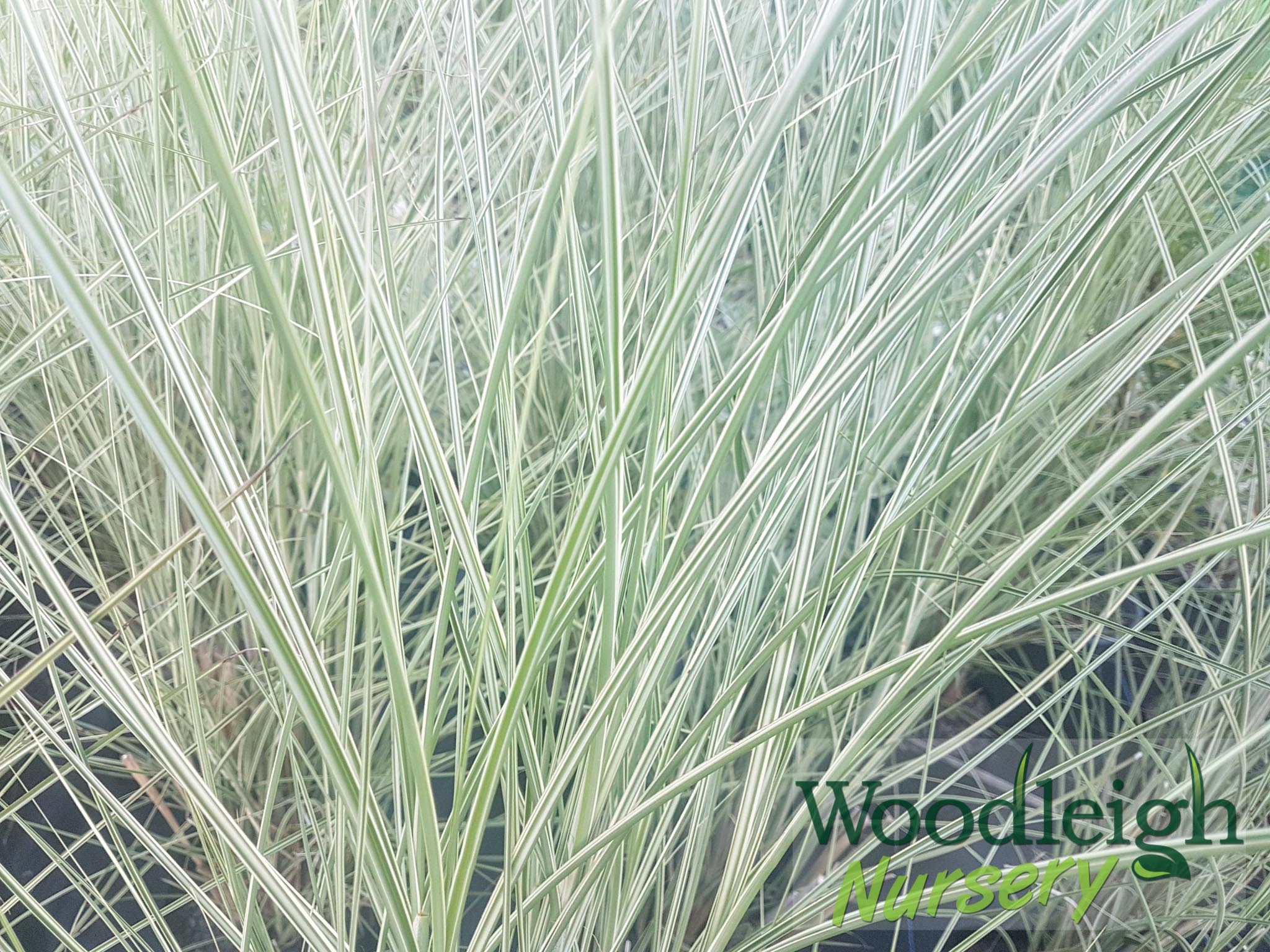 Miscanthus sinensis Morning Light