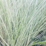Miscanthus sinensis Morning Light