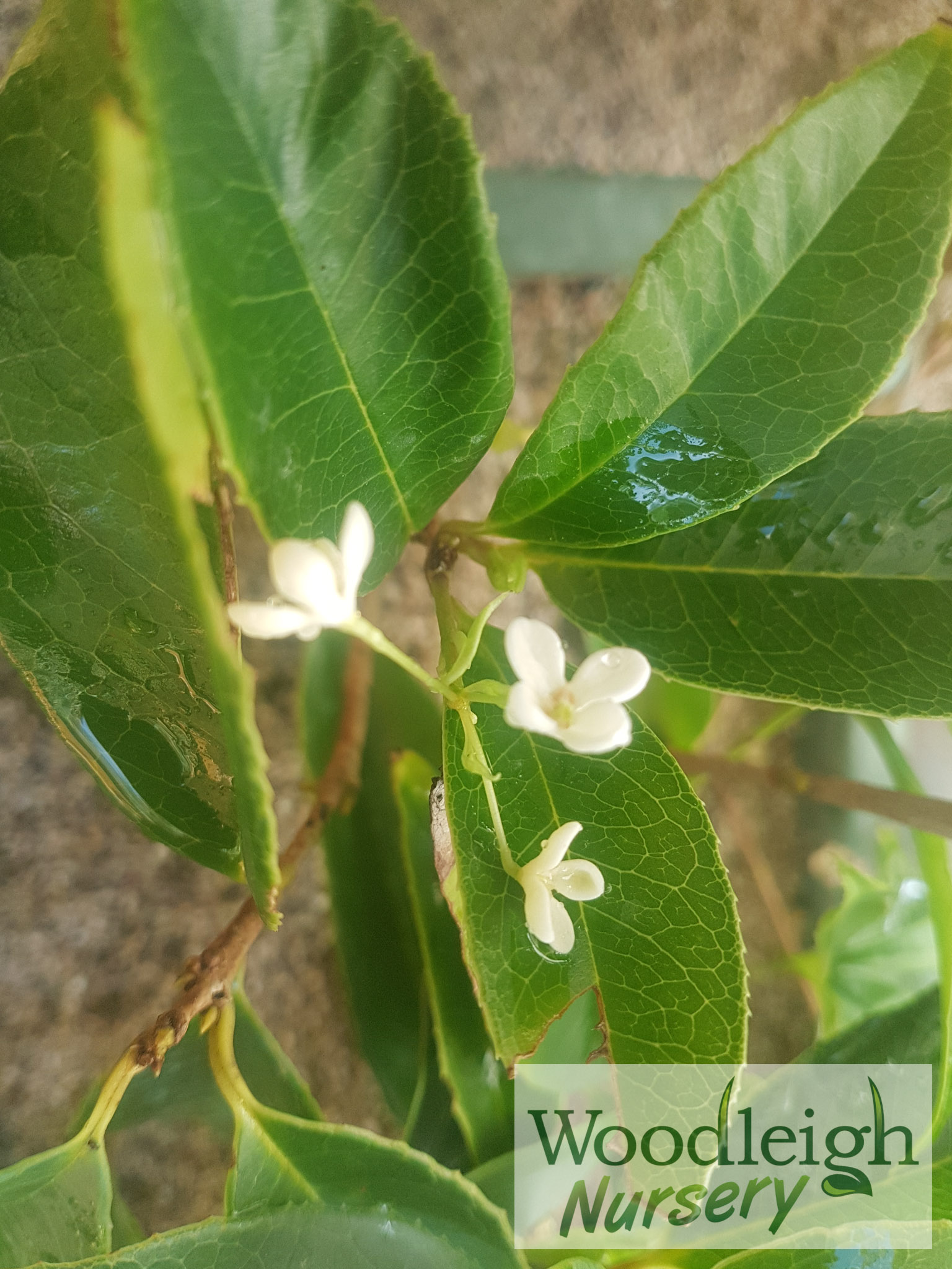 Osmanthus fragrans
