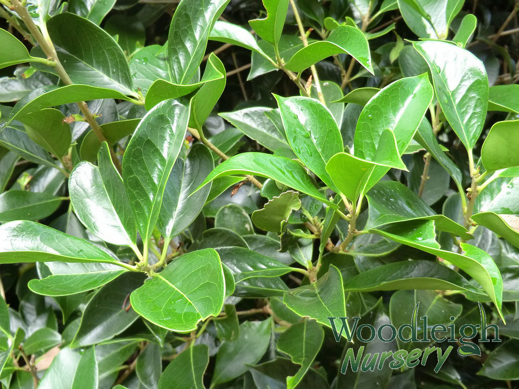 Osmanthus x fortunei