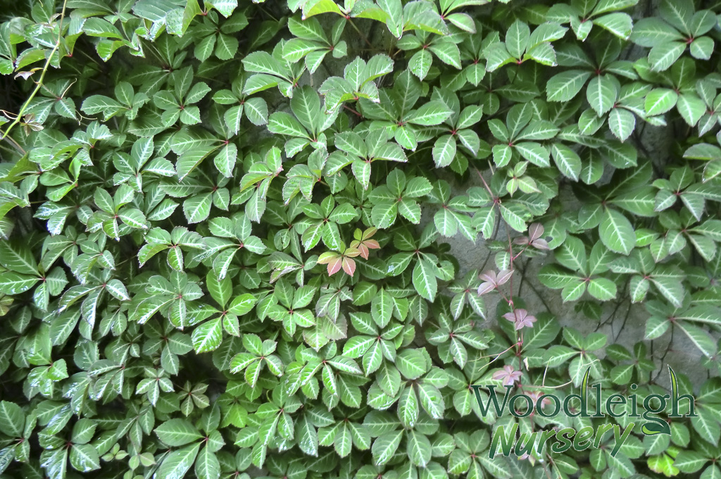 Parthenocissus henryana