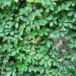 Parthenocissus henryana