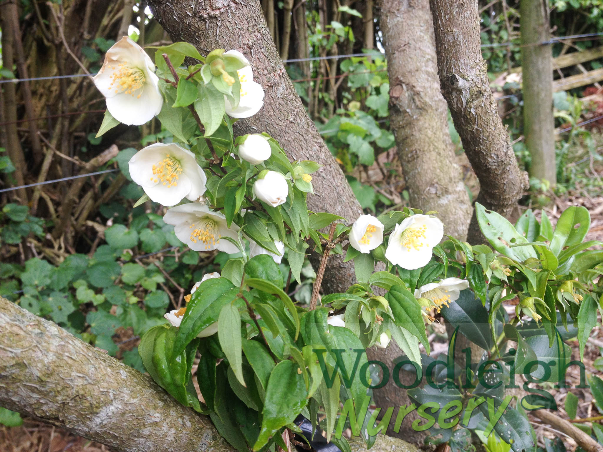 Philadelphus mexicanus (Mexican Orange Blossom)