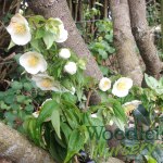 Philadelphus mexicanus (Mexican Orange Blossom)