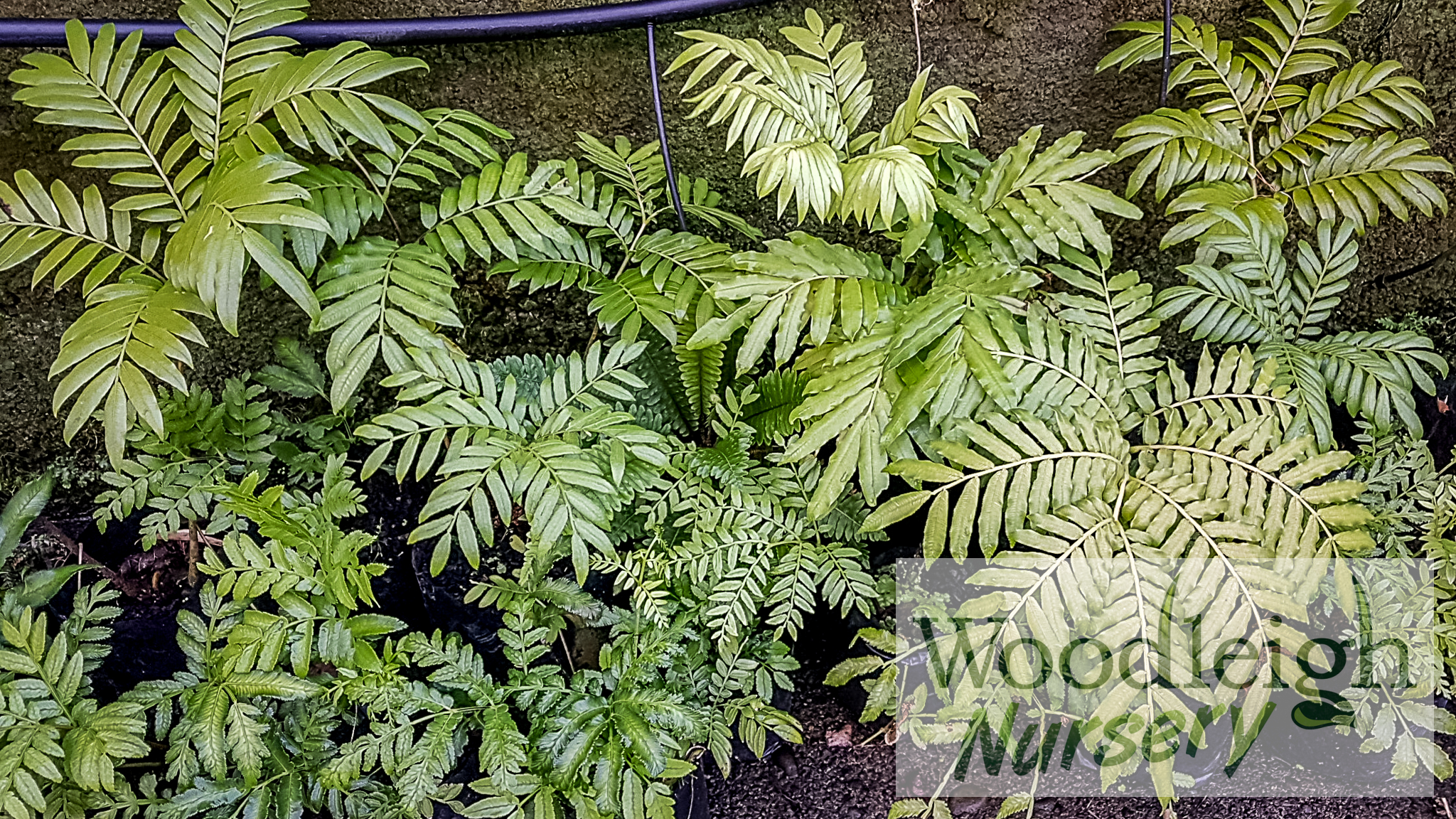 Ptisana salicina (King Fern)