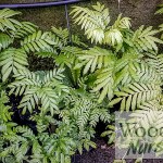 Ptisana salicina (King Fern)