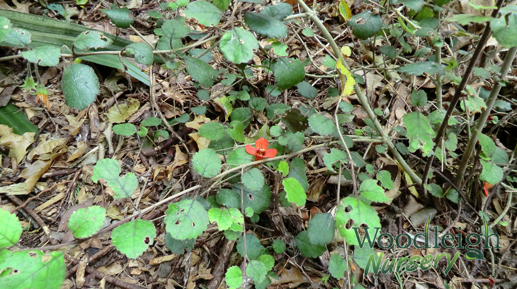 Rhabdothamnus solandri