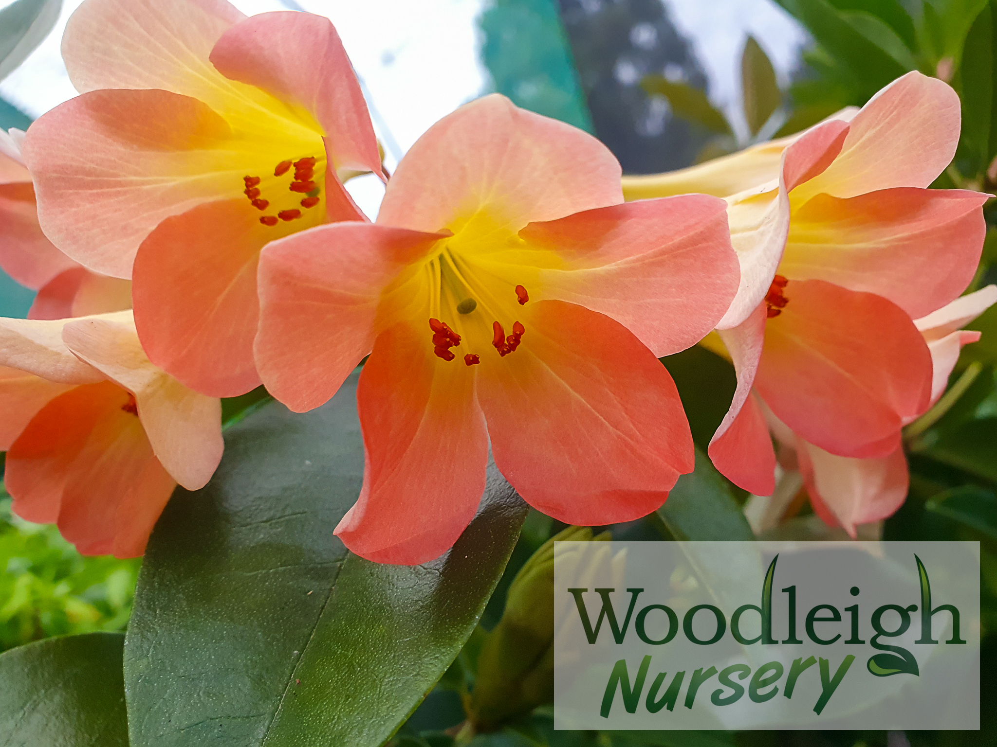 Rhododendron Dawn Chorus