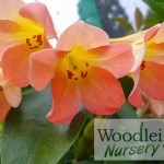 Rhododendron Dawn Chorus