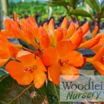 Rhododendron Golden Charm