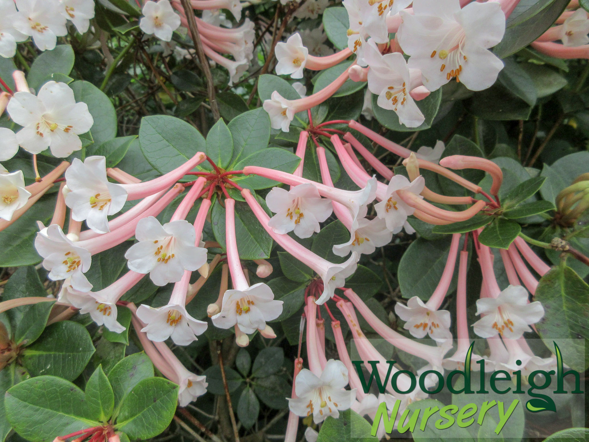 Rhododendron tuba