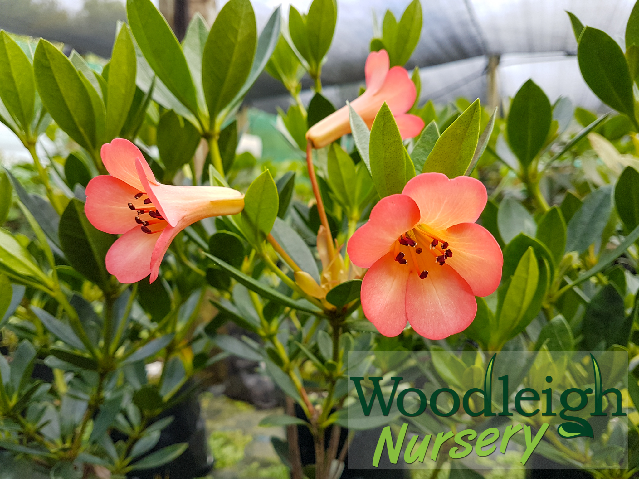 Rhododendron vireya Jiminy Cricket