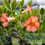Rhododendron vireya Jiminy Cricket