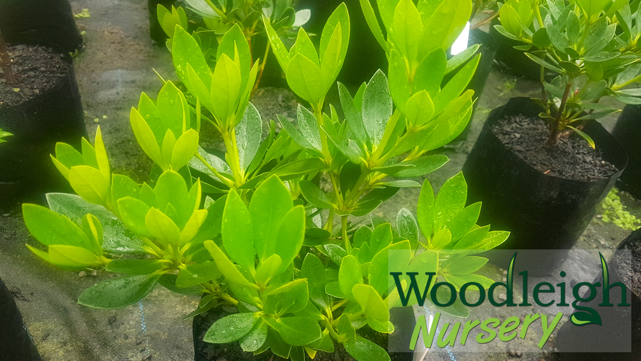 Rhododendron vireya Jiminy Cricket