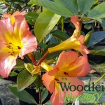 Rhododendron vireya Tropic Glow