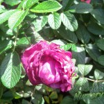 Rosa Roseraie de L’Hay