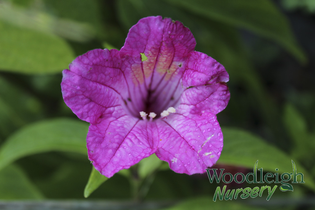 Ruellia macrantha