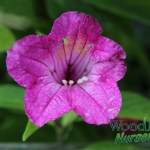Ruellia macrantha